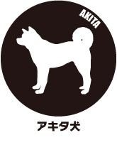 秋田犬